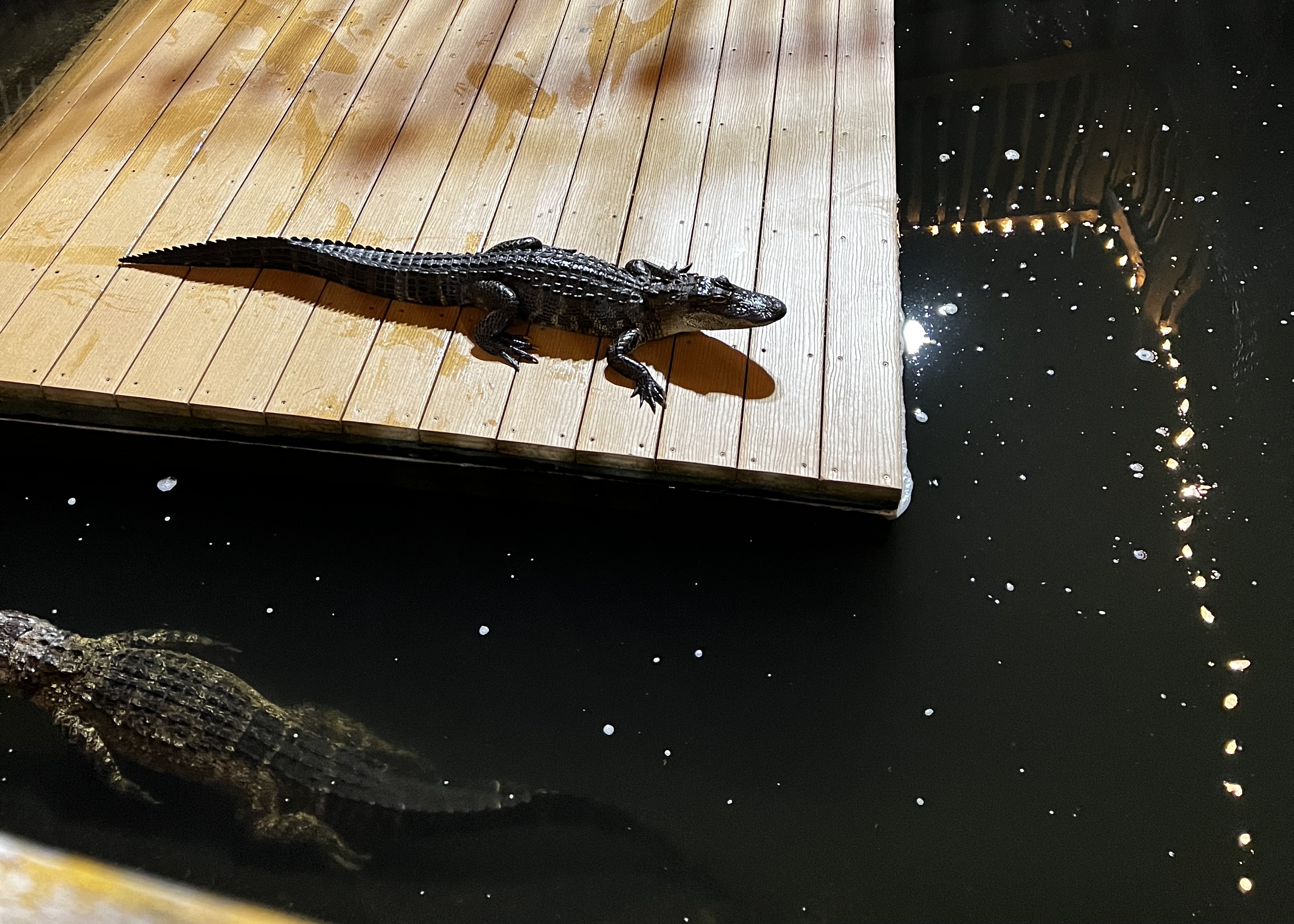 The Top Five Kid Friendly Activities to do in Indian Rocks Beach, FL